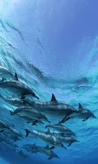 Spinner Dolphins